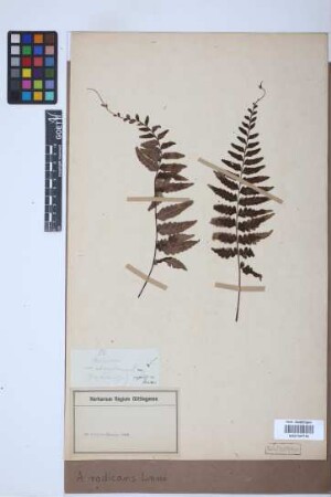 Asplenium radicans