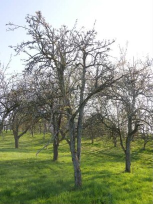 Sorte: Clapps Liebling, Baum 66