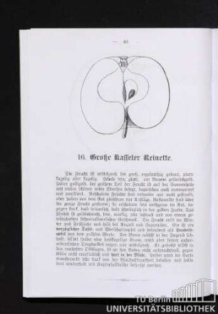 16. Große Kasseler Reinette.