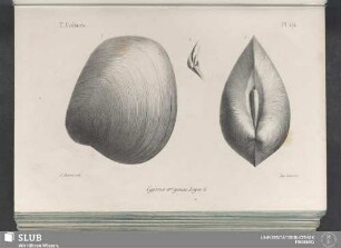 Pl. 274