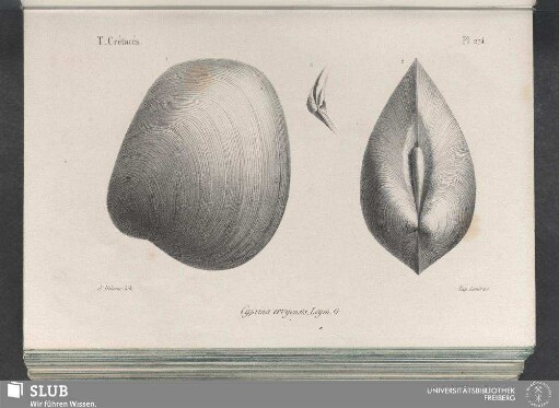 Pl. 274