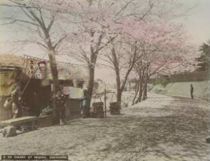 Kirschblüte in Negishi, Yokohama