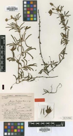 Mimosa steinbachii Harms [type]