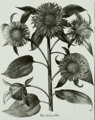 Besler, Basilius und Hieronymus: Hortus Eystettensis: Gemeine Sonnenblume (Heliantbus annuus L.)