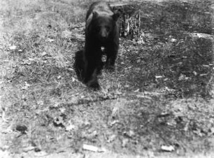 Braunbär : Aufnahme eines Braunbären im Yosemite-Nationalpark