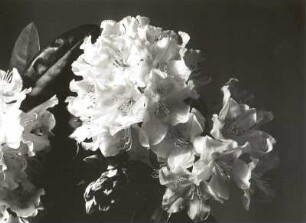 Rhododendron (Rhododendron Hybr.). Blüten