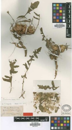 Centaurea euphratica Boiss.
