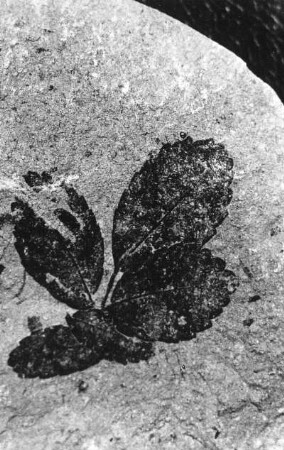 Rose (Rosa lignitum). Blattabdruck auf oberoligozänem Schiefer der Schieferhalde von Seifhennersdorf (Kreis Zittau)