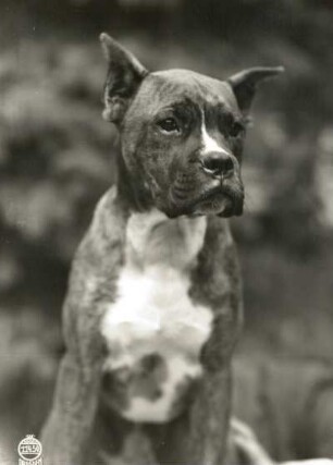 Junger Deutscher Boxer (Canis familiaris)