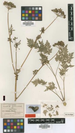 Arracacia pringlei J.M.Coult. & Rose [isotype]