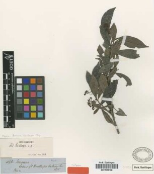 Ardisia huallagae Mez