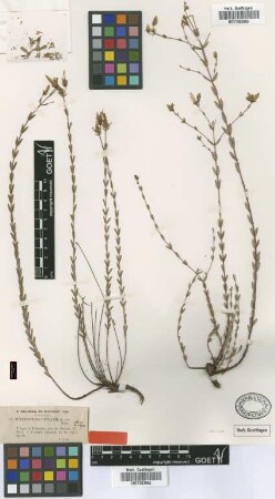 Hypericum polyphyllum Boiss. [type]
