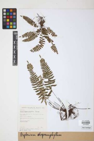 Asplenium drepanophyllum Kunze