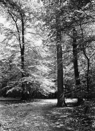 Bäume in lichtem Waldstück mit Weg
