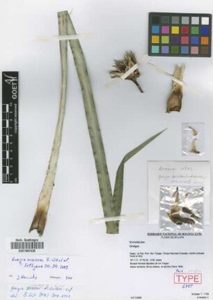 Greigia marioae B.Will, T.Krömer, M.Kessler, D.N.Karger & H.Luther [paratype]