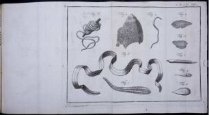 Tab. 1. [bis] Tab. 19. [siehe arabische Paginierung]