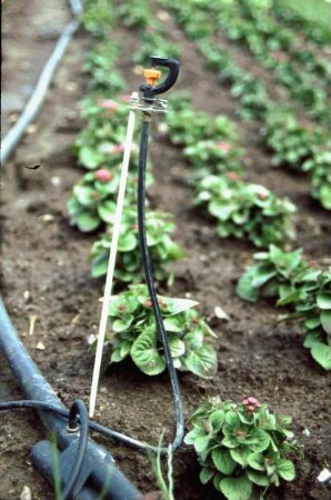 Fotografie: Gartenbautechnik-Freiland, Beregnungsanlage, Bewässerung