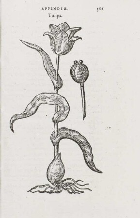 Tulipa, Seite 211