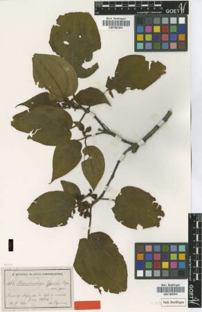 Heterotrichum eggersii Cogn. [syntype]