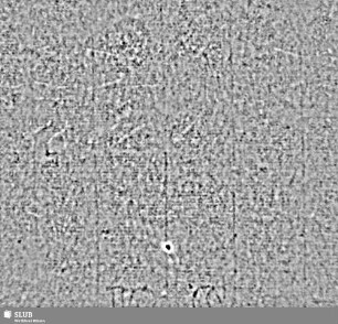 Lilie + Schild / KS (Band 1, Seiten 125/126)