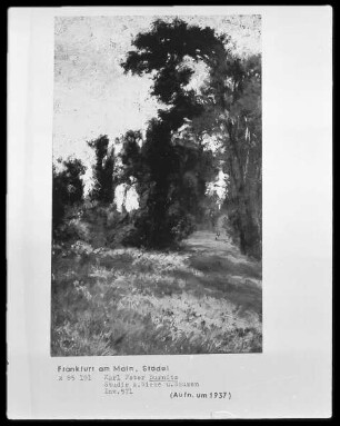 Wiese mit hohen Bäumen