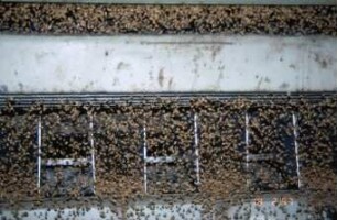 Fotografie: Nacherntetechnik, Körnermais, Reinigungstechnik