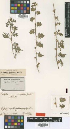 Ipomoea kotschyana Hochst. ex Choisy [type]