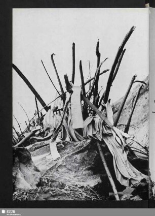 Requiem (Zweige und Stoffe)