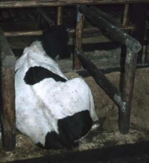 Fotografie: Stallsystem, Liegeboxenlaufstall, Liegebox, Tiefbox