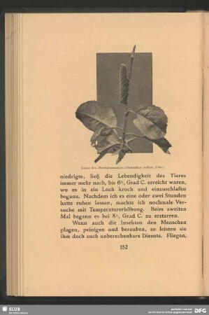 Raupe des Abendpfauenauges, Smerinthus acellata, Linn.