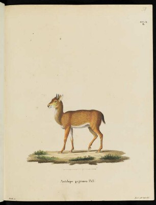 CCLX. B. Antilope pygmaea Pall.