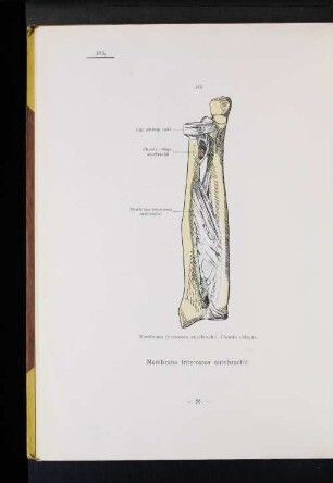 Membrana interossea antebrachii.
