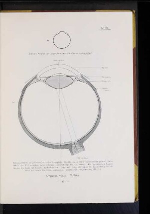 95 Schematischer Horizontalschnitt des Augapfels. (...)