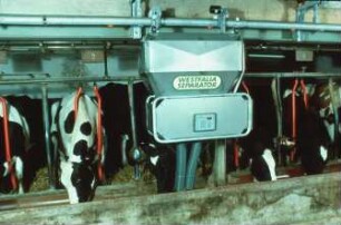 Fotografie: Anbindestall, Kraftfutterautomat schienengebunden