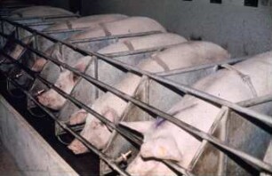Fotografie: Sauenhaltung, Kastenstand, Futtervorlage, Anbindehaltung
