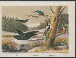 Tafel: Rabe, Eisvogel, Specht.