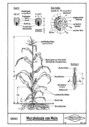Morphologie von Mais