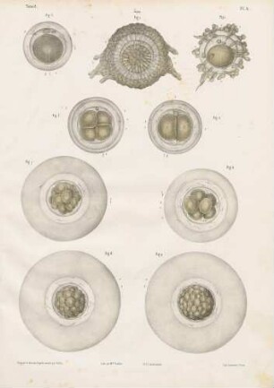 Kaninchen (Embryogenese)
