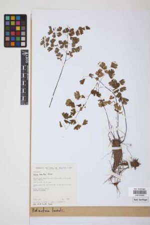 Adiantum lorentzii Hieron.