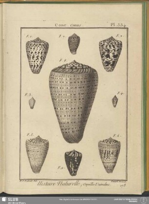 Pl. 334. Cone. Conus