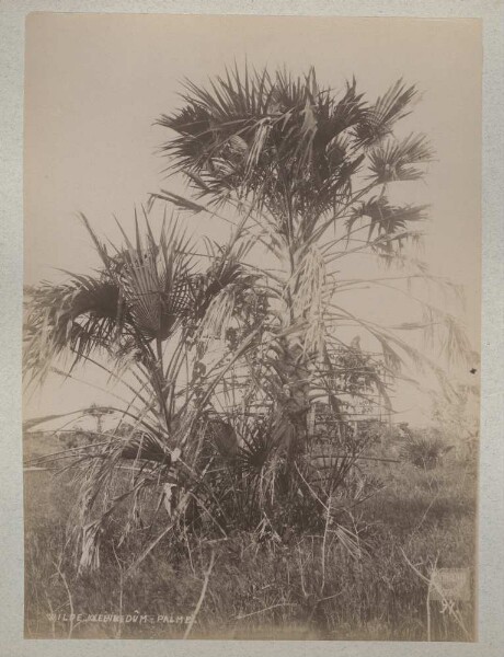 Wild Kleenedum palm