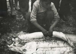 Portugal. Ein Junge nimmt vor Zuschauern einen Haifisch aus