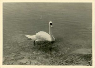 Schwan auf dem Lac de Neuchâtel