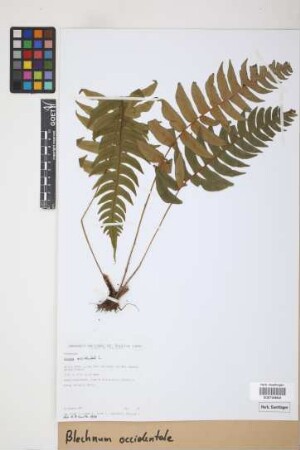 Blechnum occidentale L.