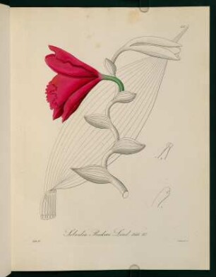 42r-42v, Sobralia Ruckeri Lind.