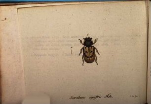 Faunae insectorum Germanicae initia oder Deutschlands Insecten, 58. [1798]