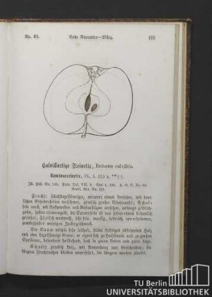 Nr. 63. Calvillartige Reinette, Reinette calvillée.