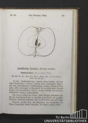 Nr. 63. Calvillartige Reinette, Reinette calvillée.