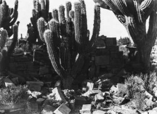 Inka-Ruinen von Palqui : Die Inka-Ruinen von Palqui (heute vermutlich der Fundort Pucunayoi), davor eine Ansammlung von Kakteen.