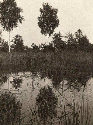 Oberlausitz. Teich bei Königswartha